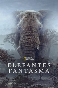 Elefantes fantasmas